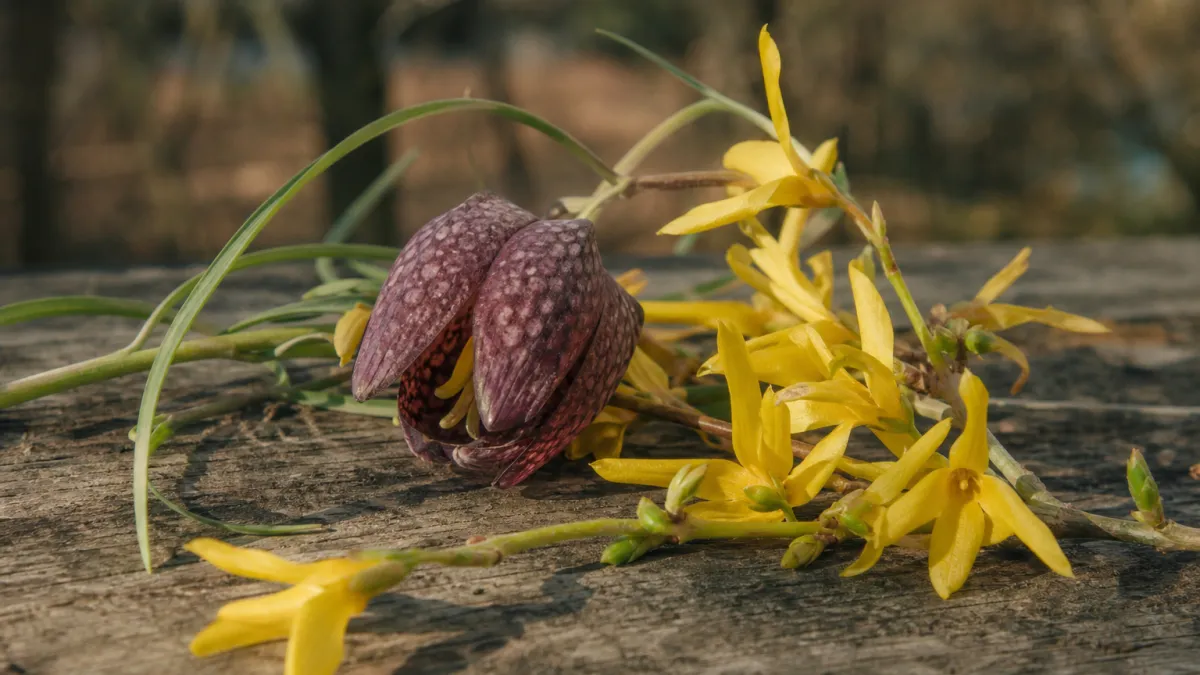 Fleurs qui commencent par la lettre F : liste et guide complet