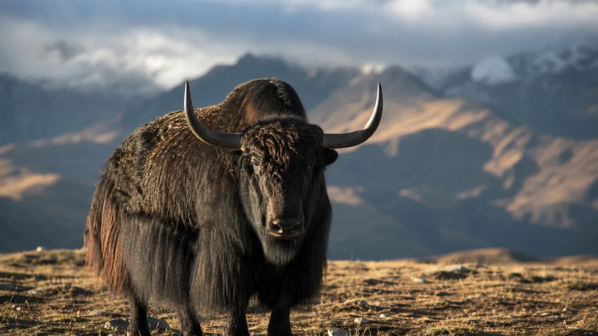 Animaux qui commencent par la lettre Y : la liste complète