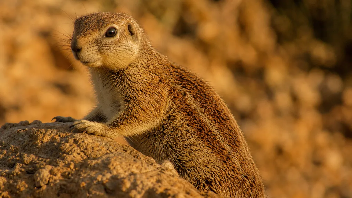 Animaux commençant par la lettre X : la liste complète